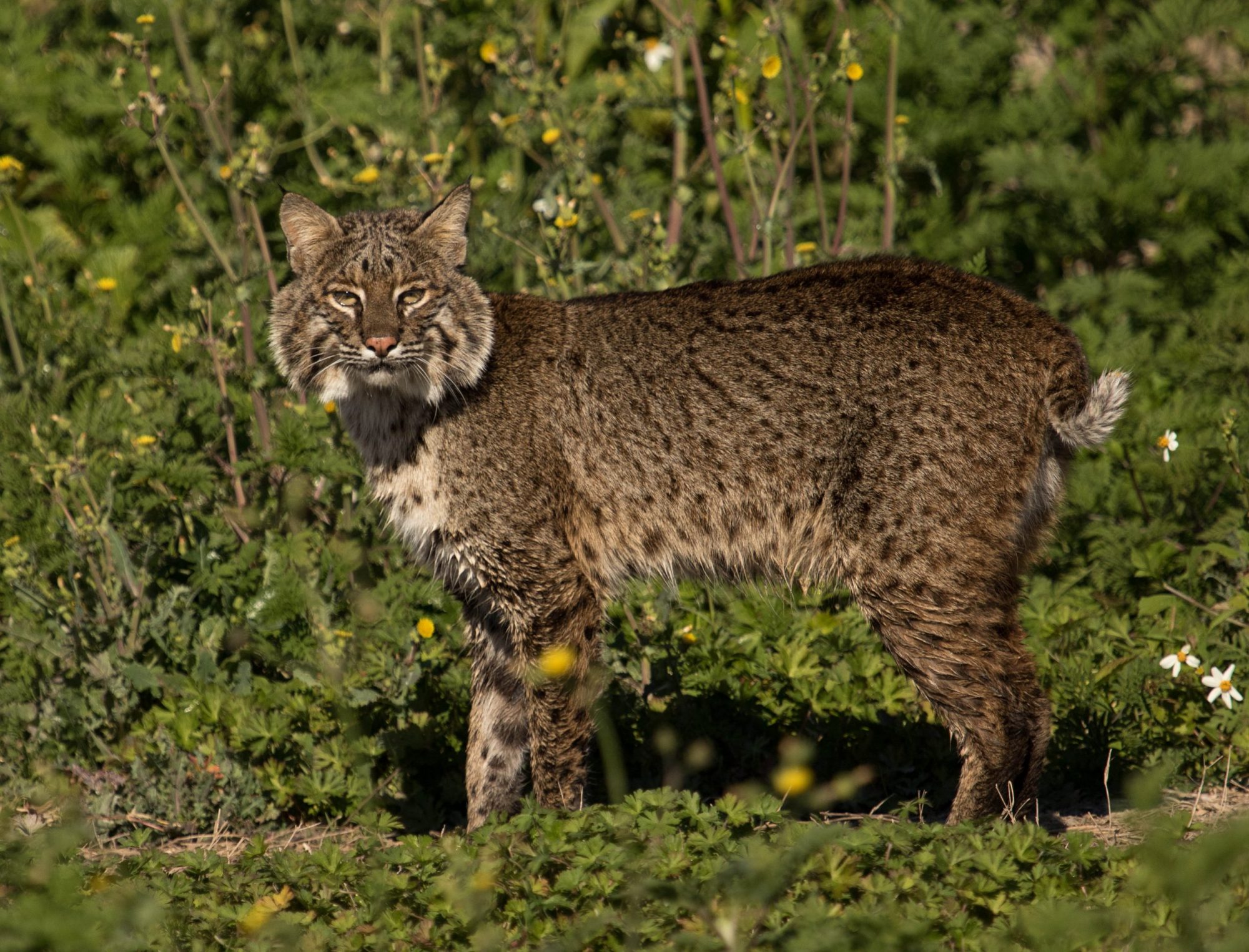 Bobcat Florida Wildlife Federation
