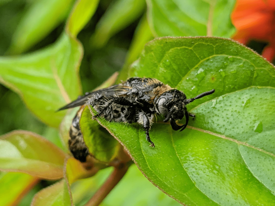 Bumble bees - Florida Wildflower Foundation