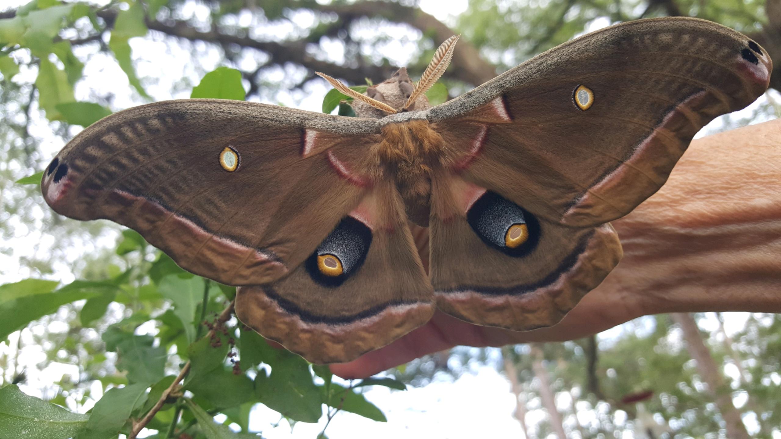 Marvelous Moth