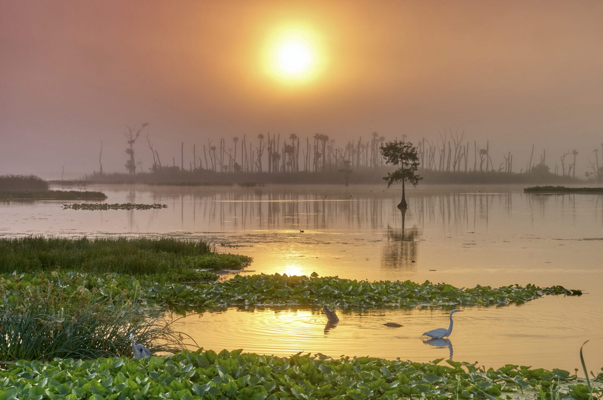 Protecting Our Wetlands