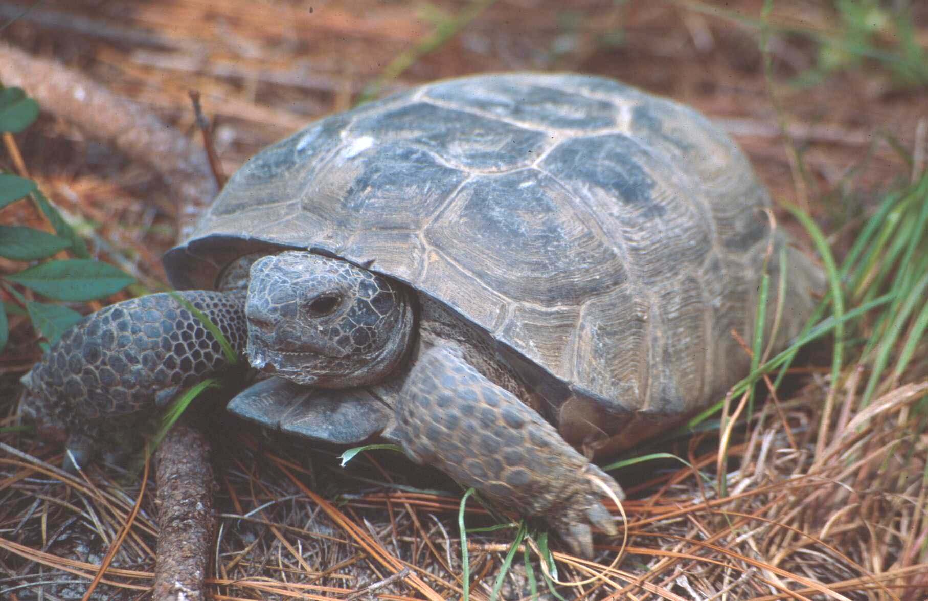 Gopher Tortoise • Florida Wildlife Federation