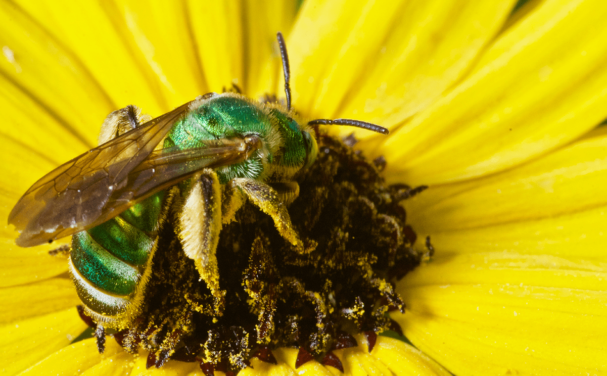 Thank a Native Bee • Florida Wildlife Federation