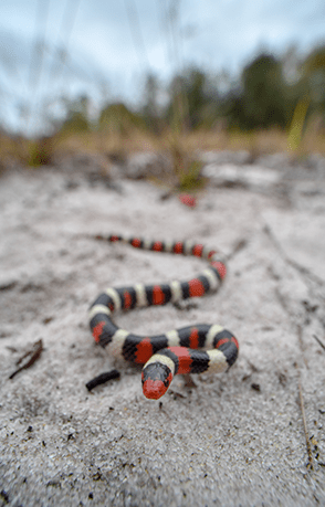 scarlet king snake head