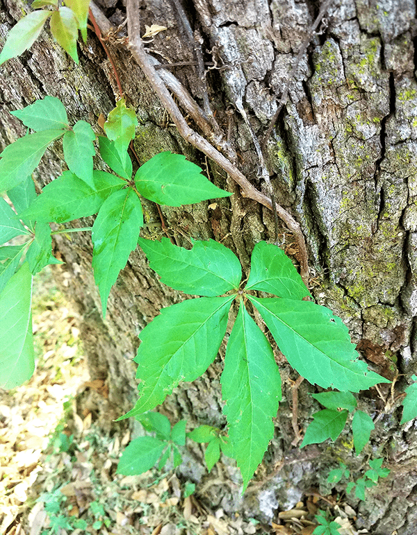 Creeper vs. Ivy • Florida Wildlife Federation