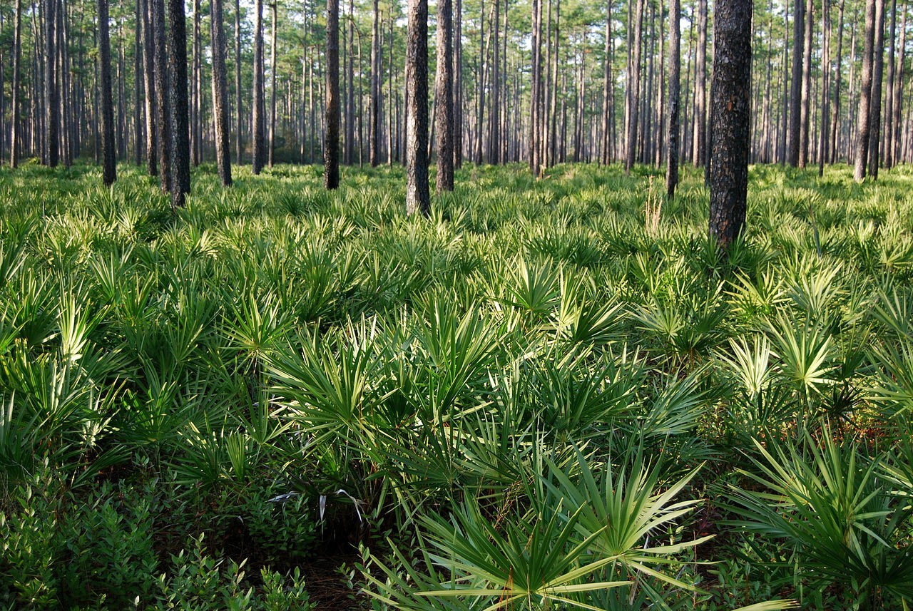 FWF Forest Advocate To Assist Landowners With Longleaf