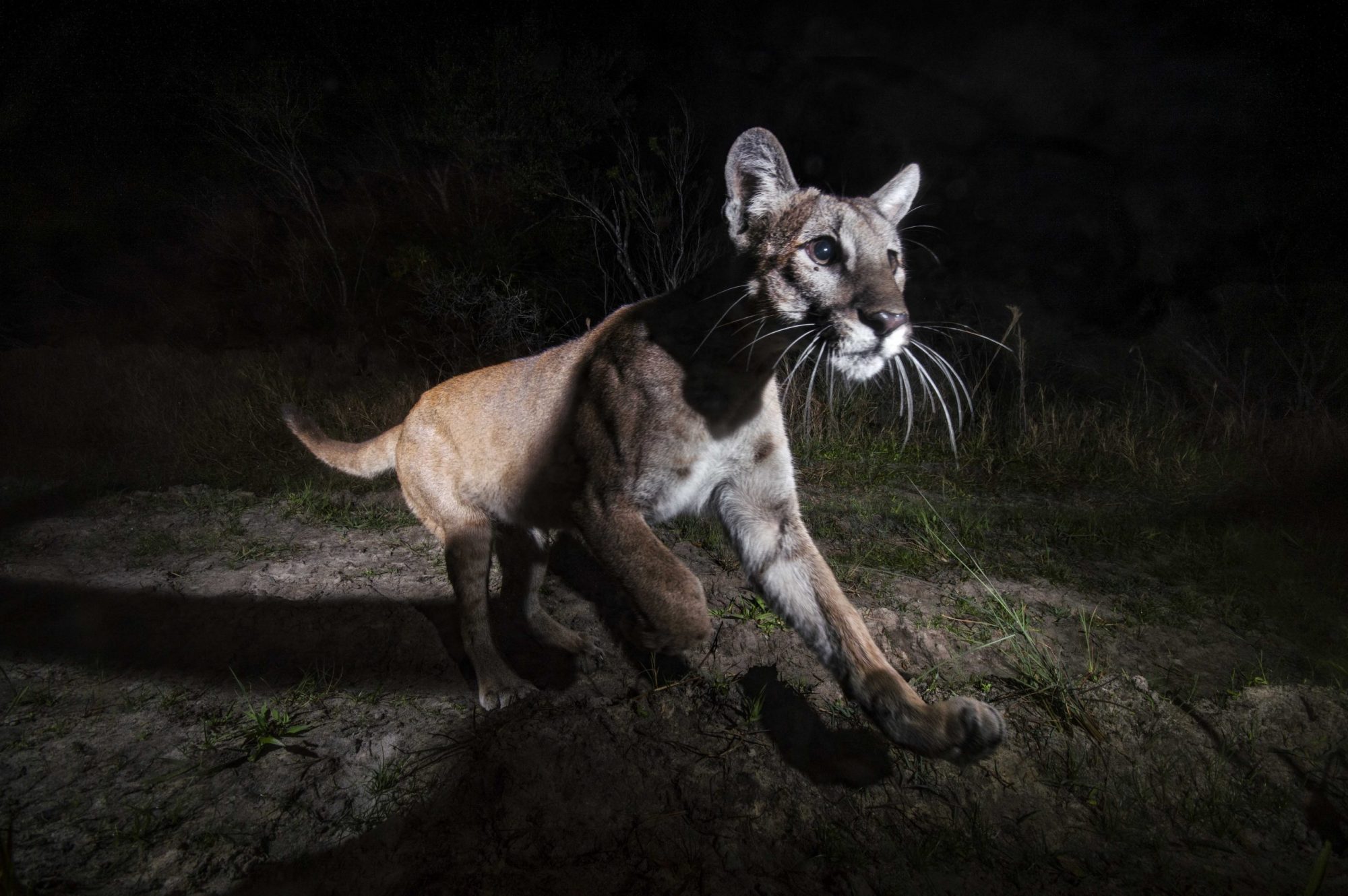 Florida Panther by Max Freund