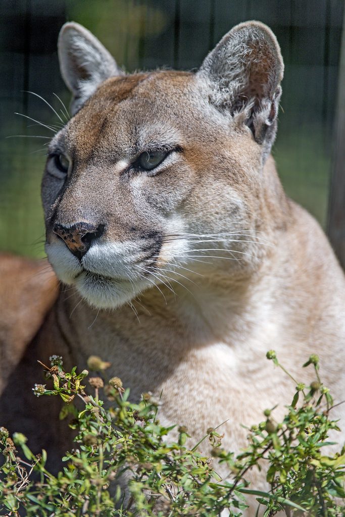 What Do Panthers Eat
