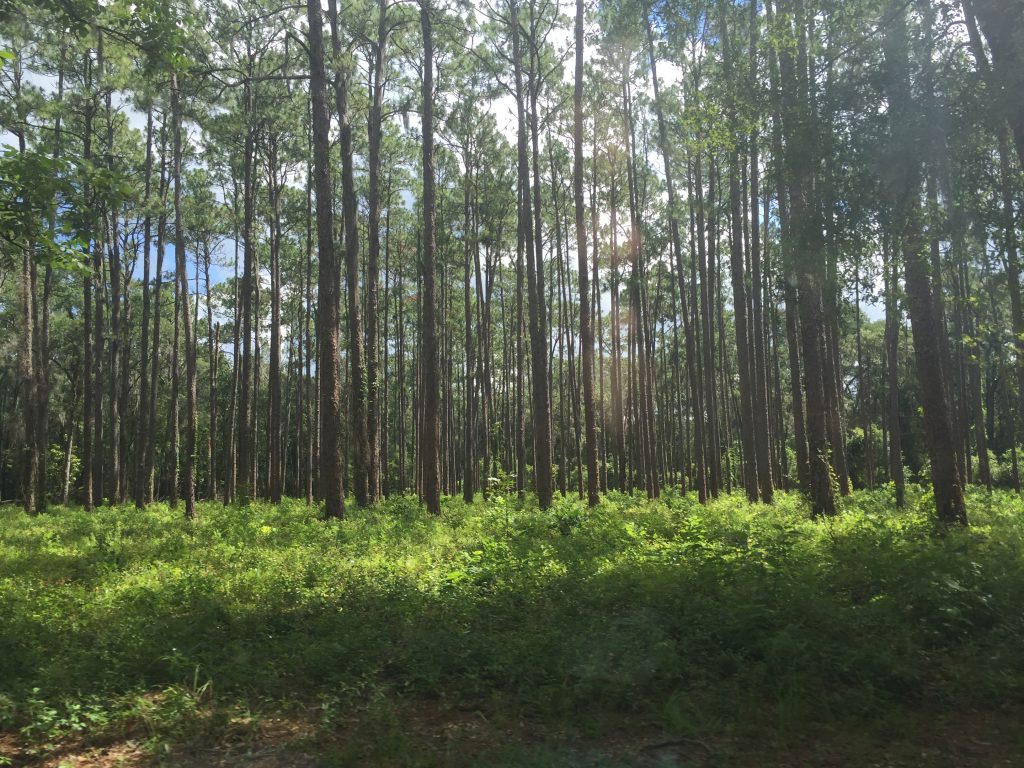 Florida Longleaf Pine