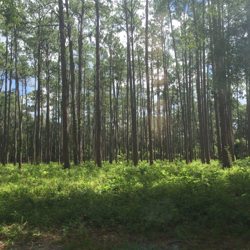 Florida Longleaf Pine