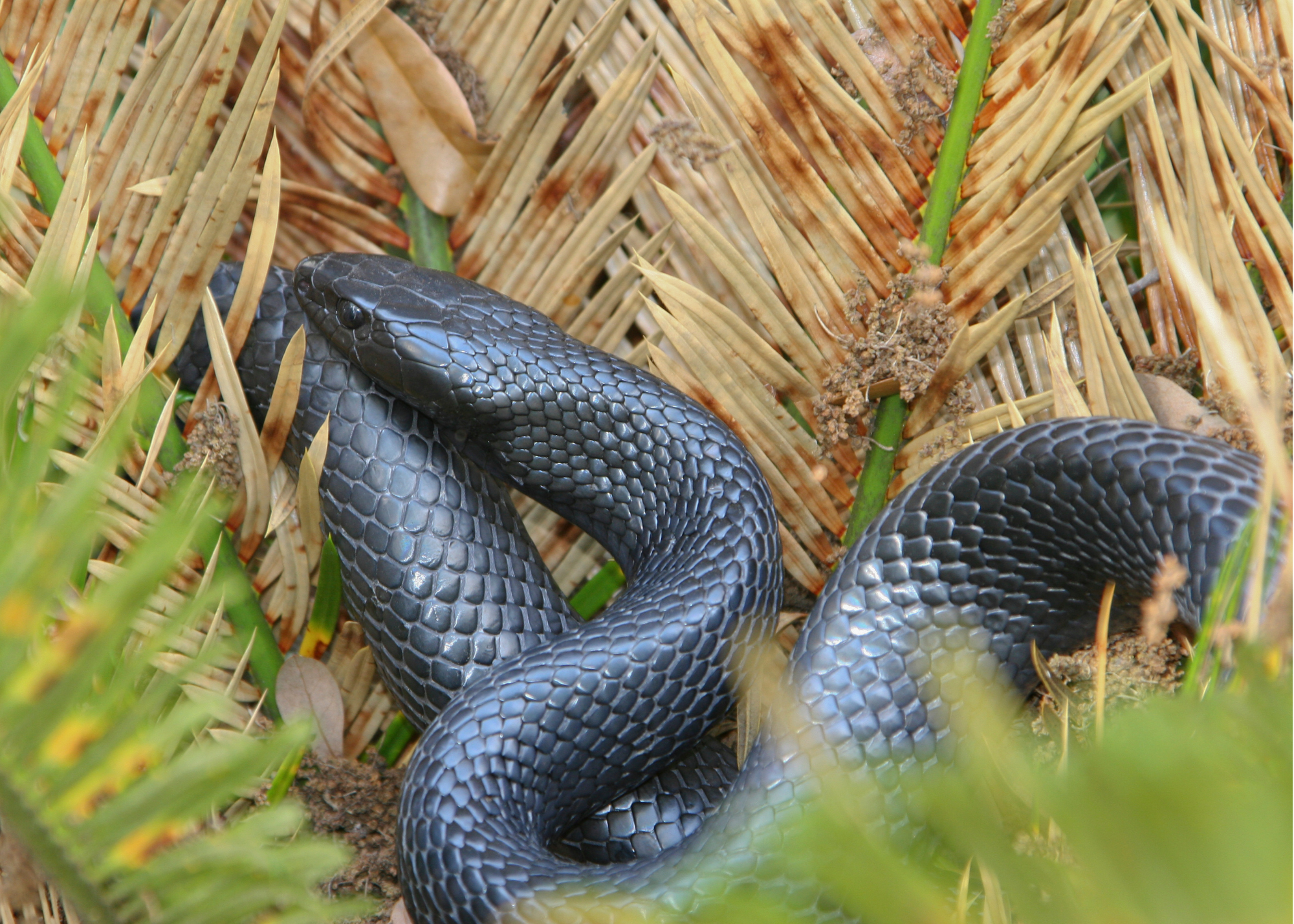 Florida Eastern Indigo Snakes