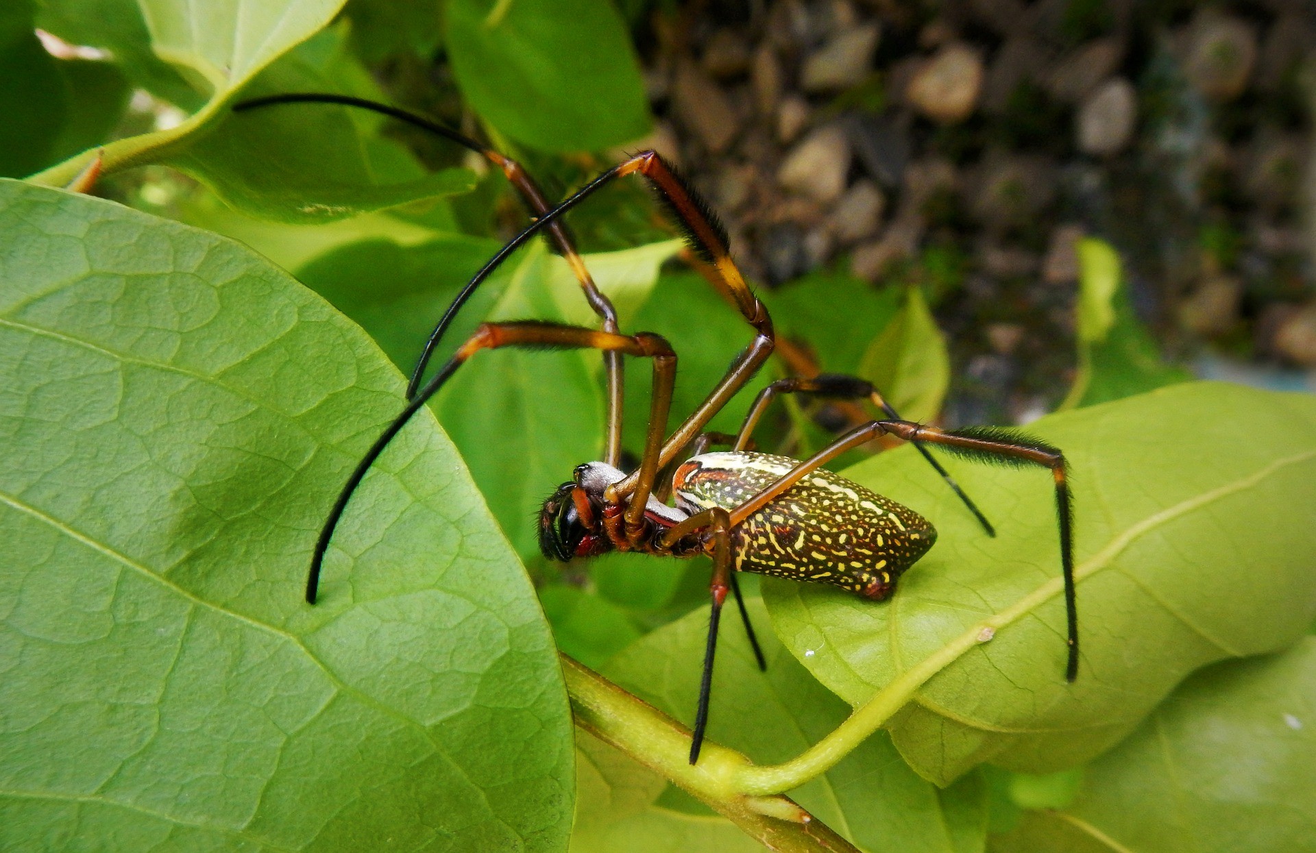 Golden Silk Spider by Ernesto Rodriguez