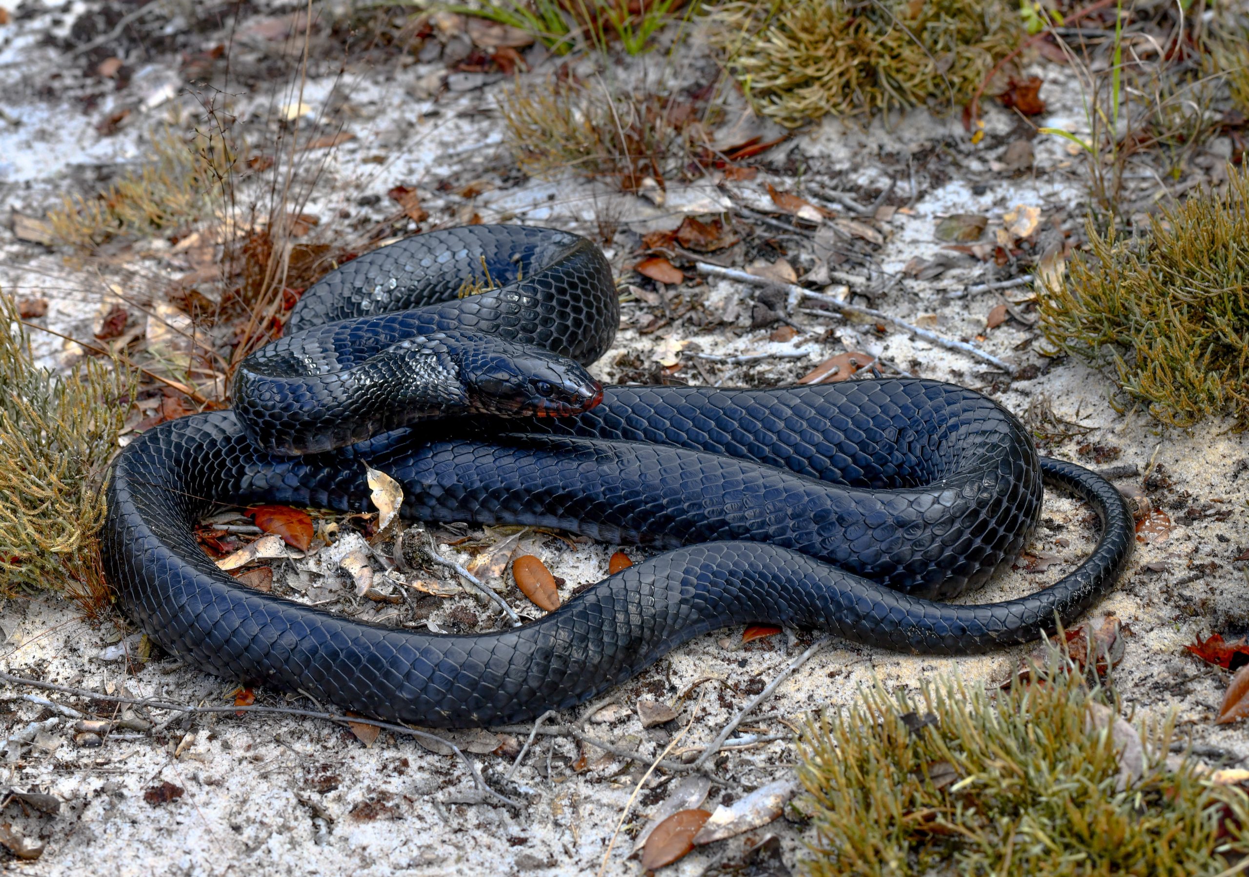 Blue Indigo Snakes And Rattlesnake