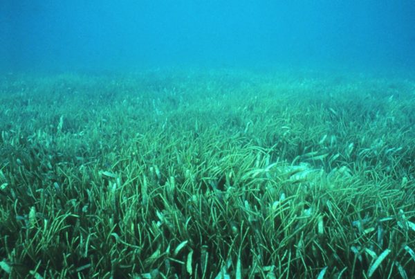 Florida Seagrass