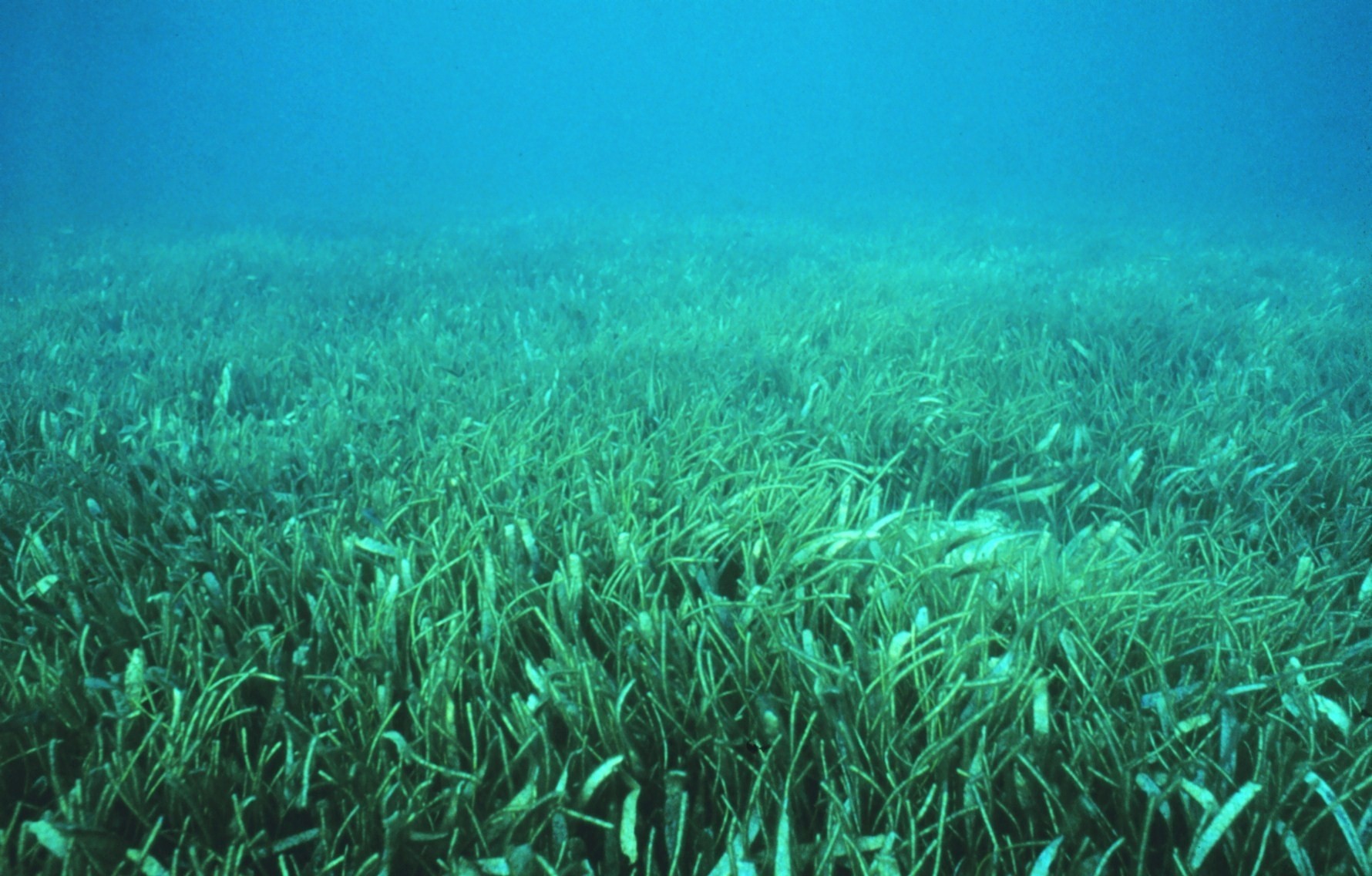 Seagrass supports ocean life, protects coasts, boosts economy and faces threats