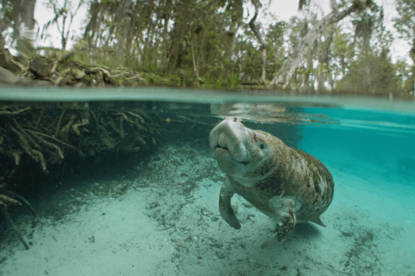 Florida manatee in shallow water