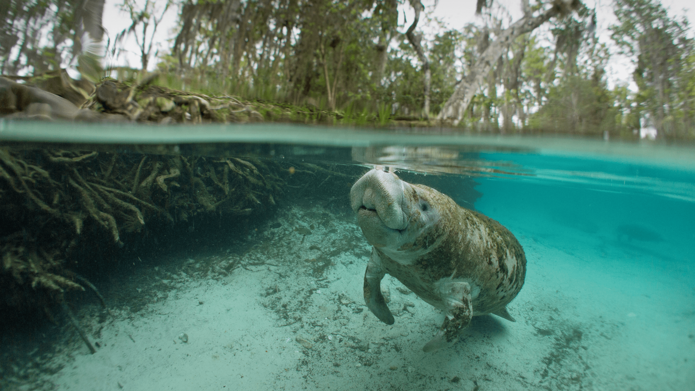 Florida manatee in shallow water