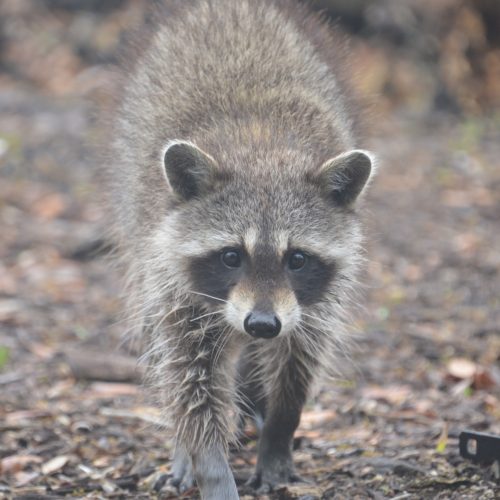 Curious Trash Panda