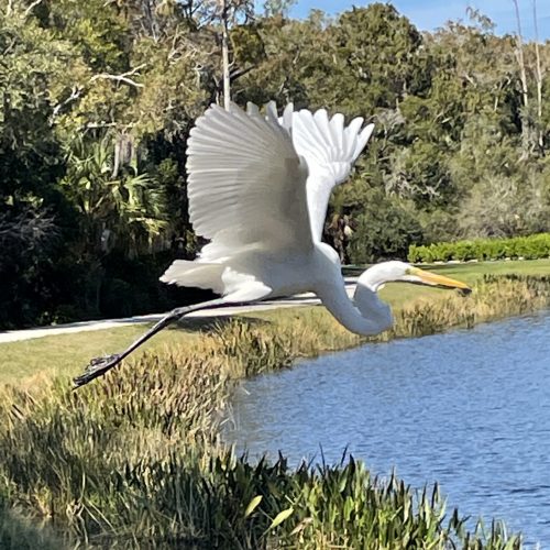Great White - Mid Flight