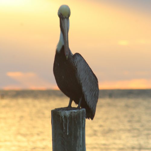 Pelican portrait