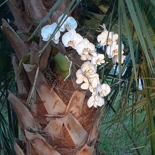 Flower in Palm Tree