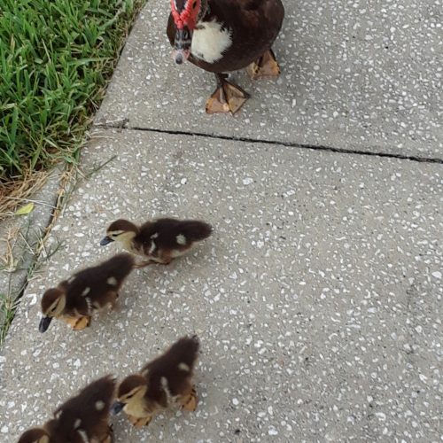 Mama Directs Traffic