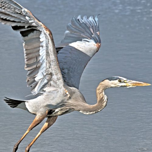 Great Blue Gray