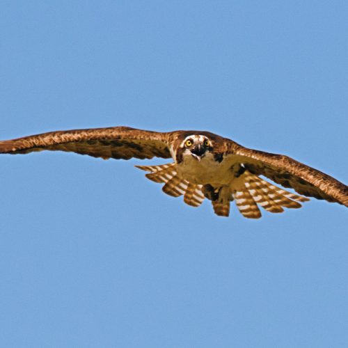 Osprey Wingspan