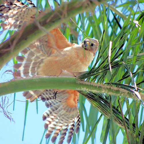 Red Shoulder Hawk