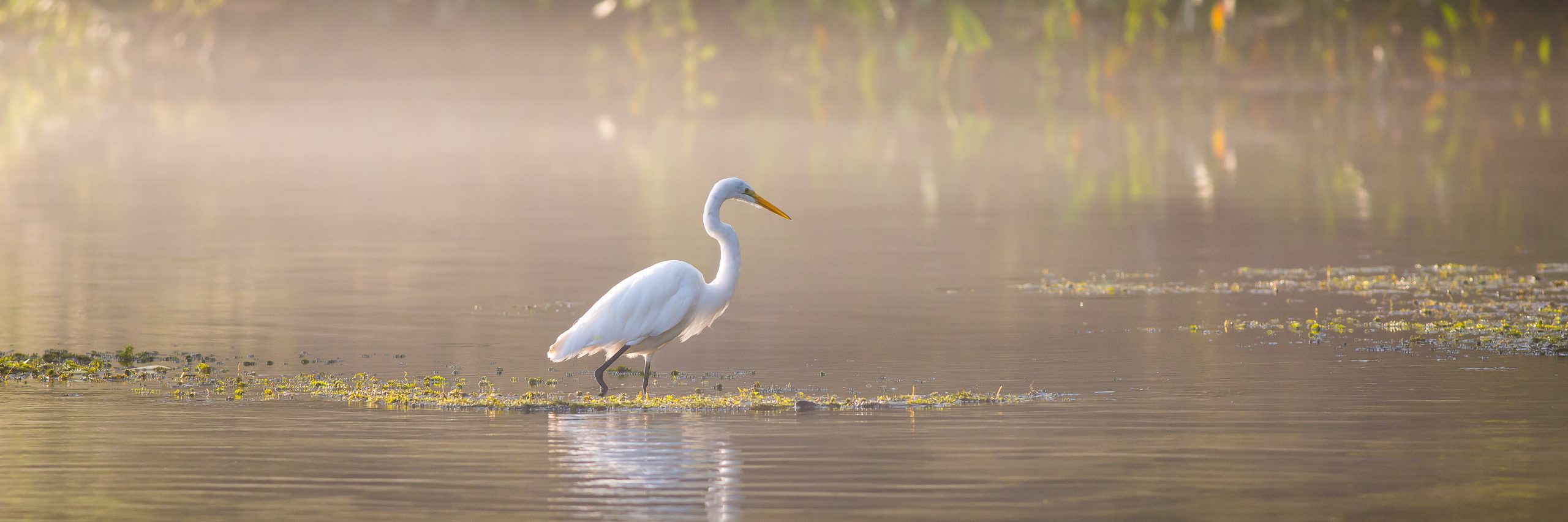 Egret