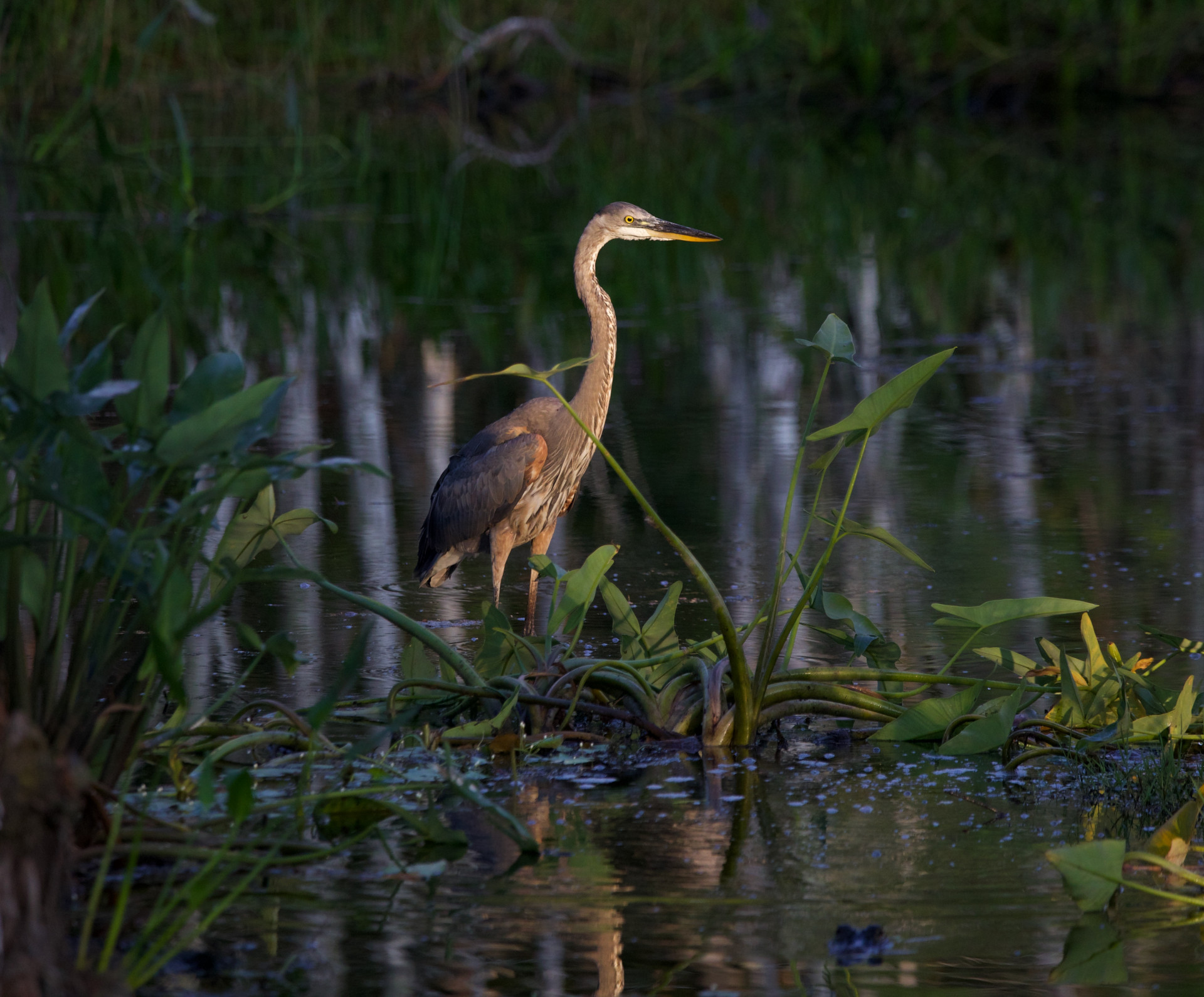 Celebrating American Wetlands Month