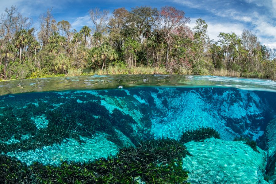 Ocklawaha River • Florida Wildlife Federation
