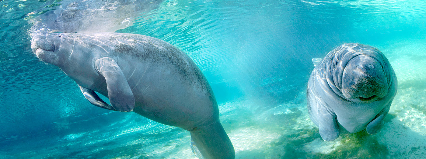 Two manatees swim in Crystal River, 2012.