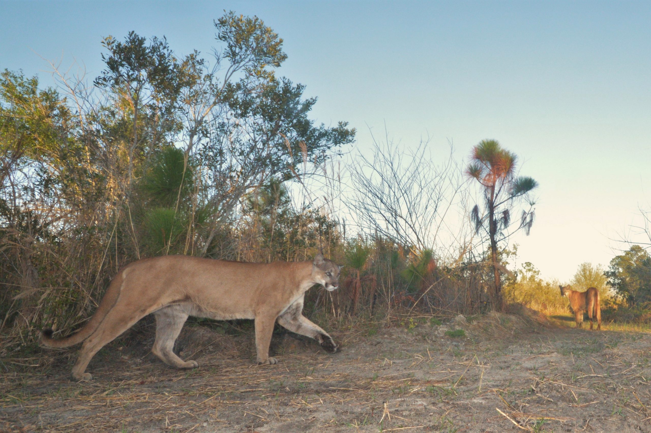 Missed Opportunity for the Florida Panther