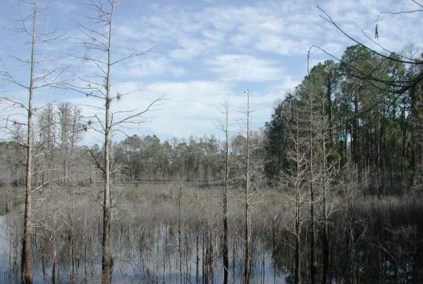 Follow Lake on hiking trail at Starkey Wilderness Park, Pasco County, FL by Bret Tobey