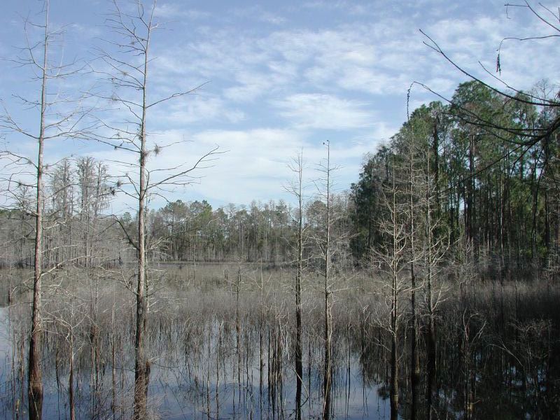 Follow Lake on hiking trail at Starkey Wilderness Park, Pasco County, FL by Bret Tobey