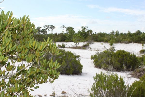Lake Wales Ridge Scrub via Florida Fish & Wildlife