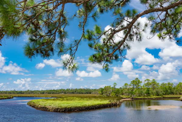 Coastal Salt Marsh in Steinhatchee, FL