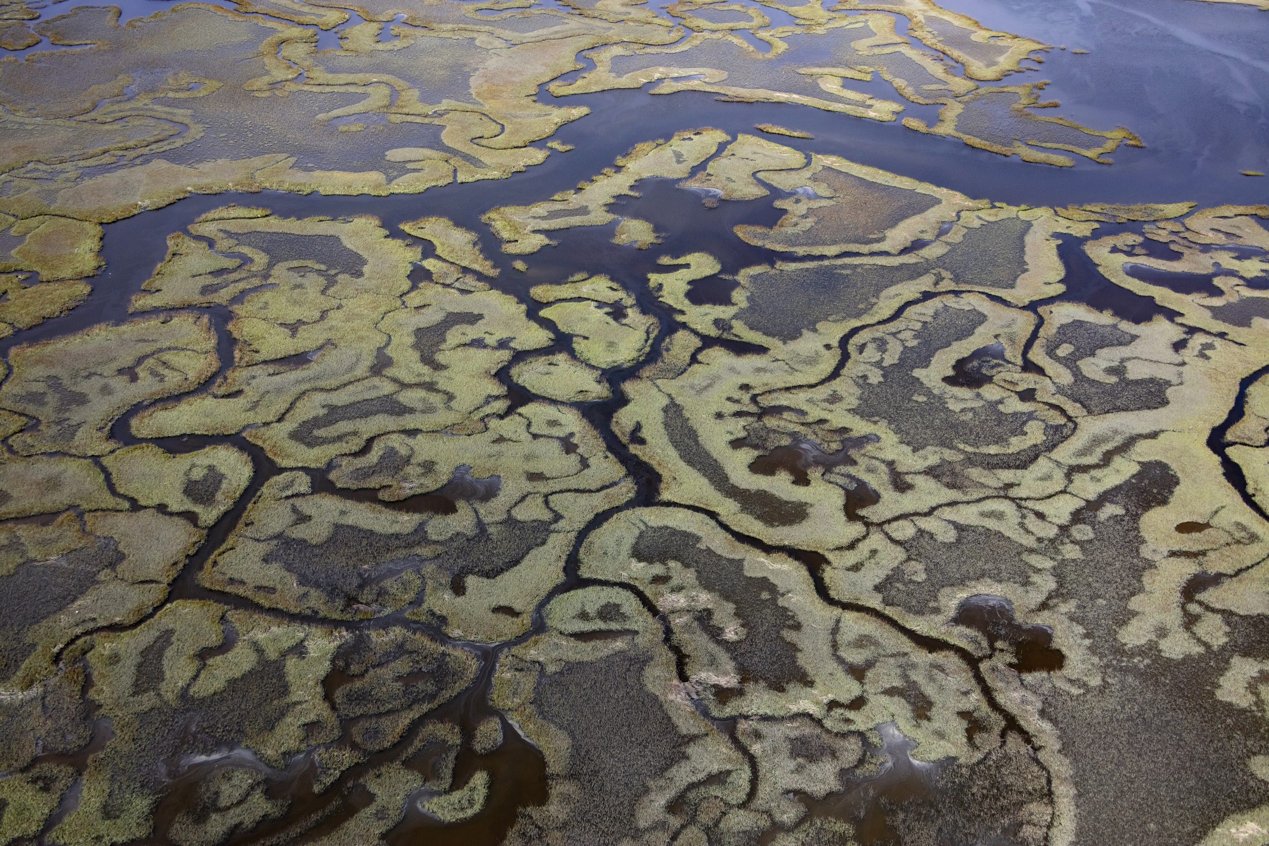 The Nassau River–St. Johns River Marshes Aquatic Preserve in northeast Florida is among the many areas whose managers work to monitor, research, and protect salt marsh and associated habitats