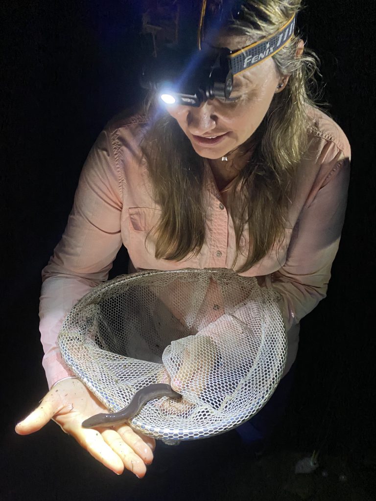 FWF President Sarah Gledhill holding a two-toed amphiuma (Amphiuma means), one of the seldom encountered species of giant salamander that dwells in these habitat