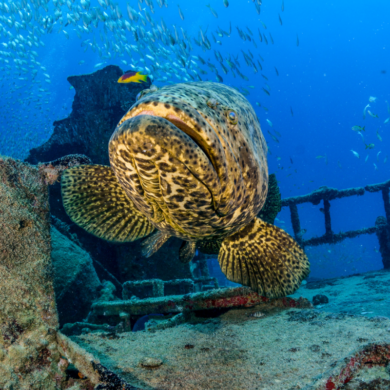 Photograph of an Atlantic Goliath grouper swimmind by a shipwreck.