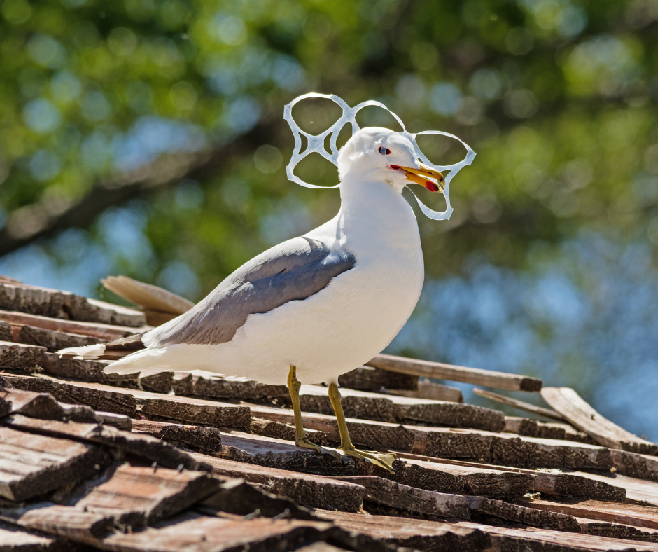 A seagull entangled in plastic.