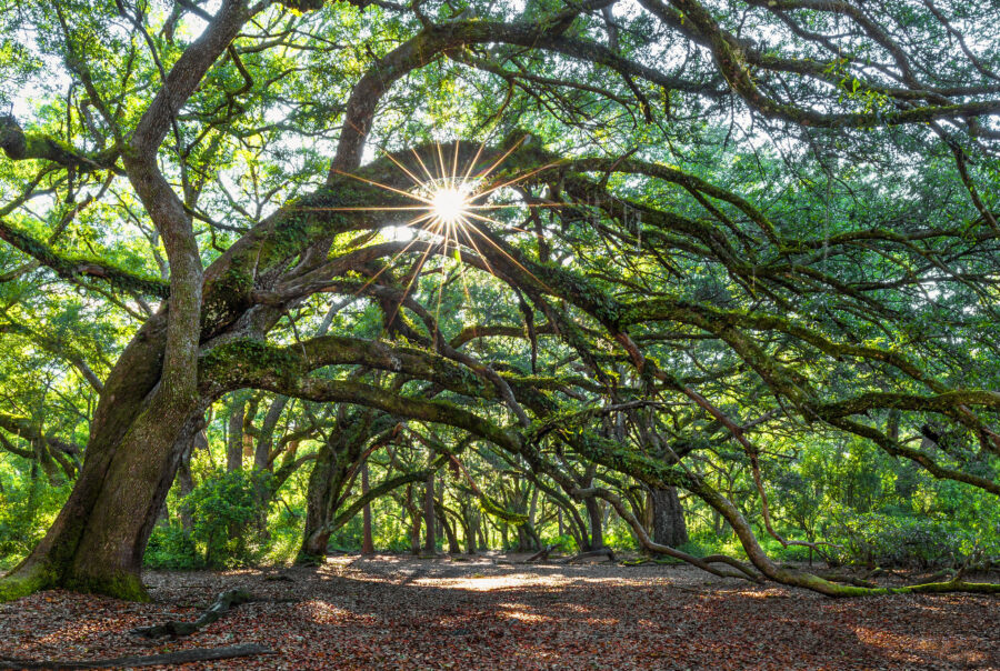 Celebrating Arbor Day Across Florida • Florida Wildlife Federation