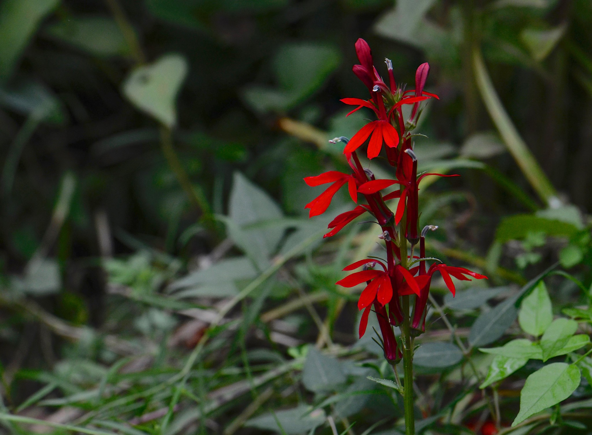 Florida Native Plants for Shady Spaces