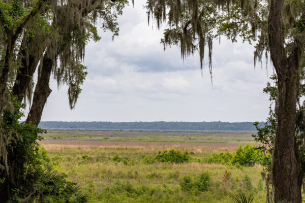 PaynesPrairiePreserveSP (11 of 29)