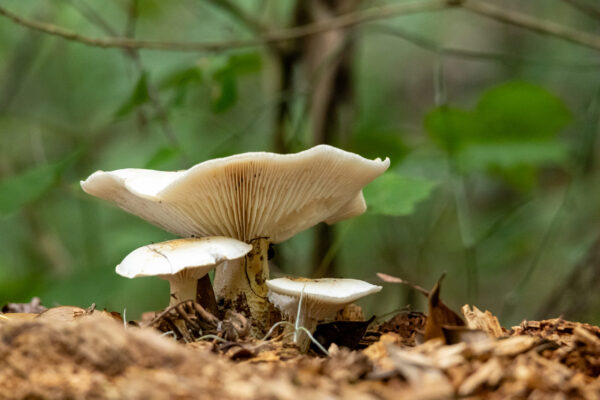 PaynesPrairiePreserveSP (12 of 29)