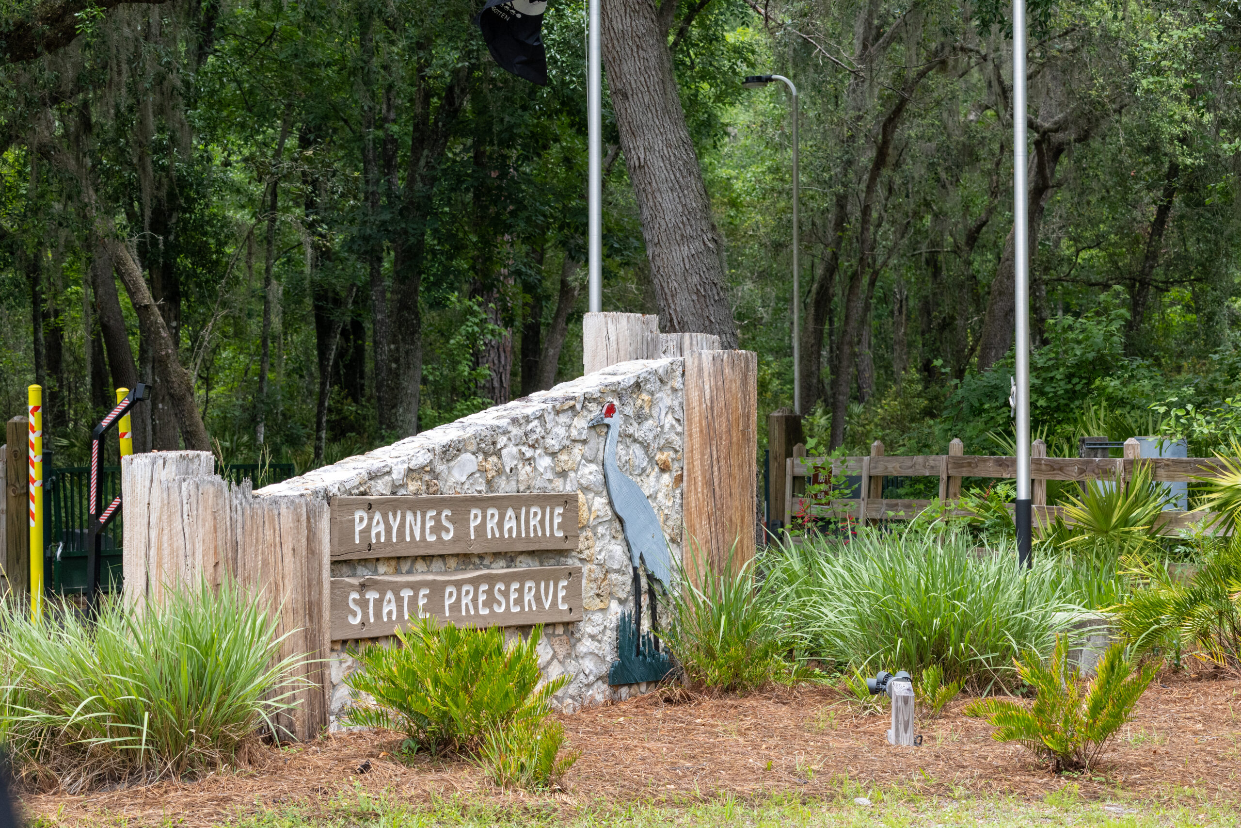 Get Outside with FWF: Looking for Bison at Paynes Prairie State Park