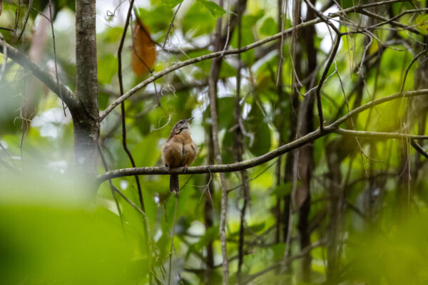 PaynesPrairiePreserveSP (8 of 29)