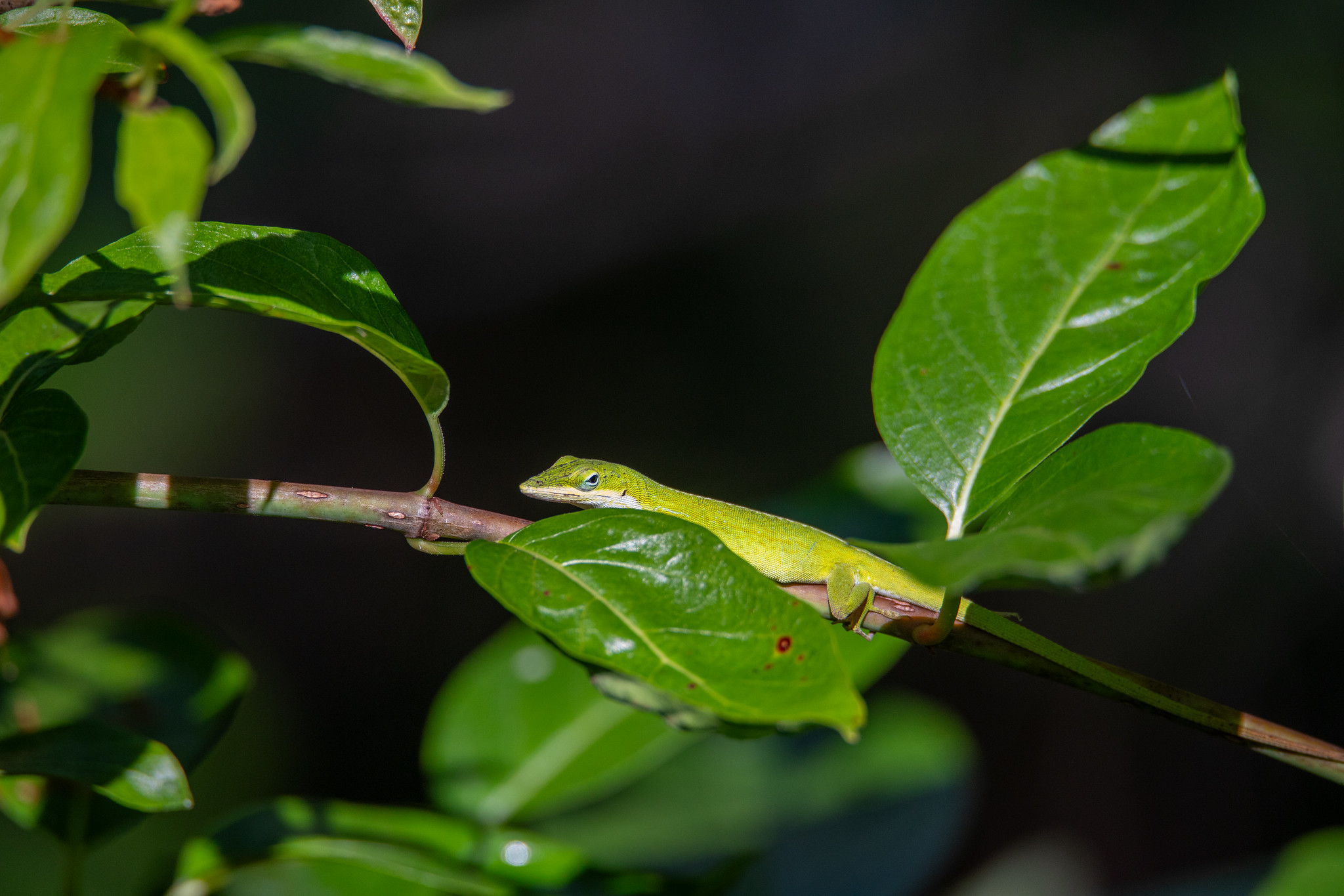 Gardening for Green Guests: Florida’s Native Herps