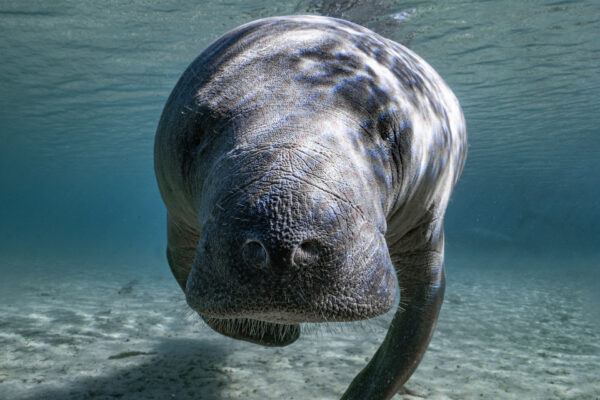 A close up photo of a manatee underwater