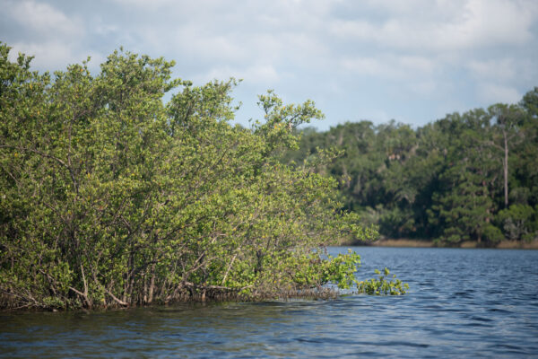 Pellicer_Mantanzas_002
